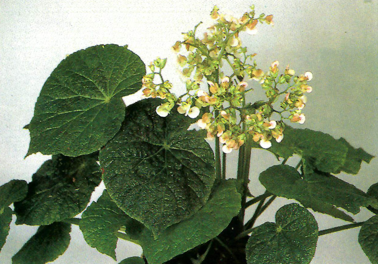 B. ‘Poplar’